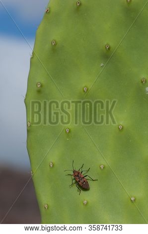 Seed Bug Spilostethus Pandurus On A Pad Of Barbary Fig Opuntia Maxima. Timijiraque Protected Landsca