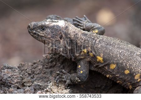El Hierro Giant Lizard Gallotia Simonyi. Adult Male. Controlled Conditions. Captive Breeding Center 
