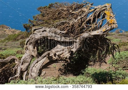 Juniper Juniperus Turbinata Canariensis Twisted By The Wind.