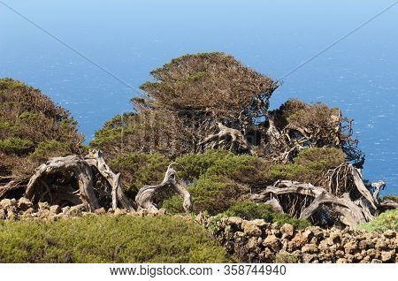 Junipers Juniperus Turbinata Canariensis Twisted By The Wind.