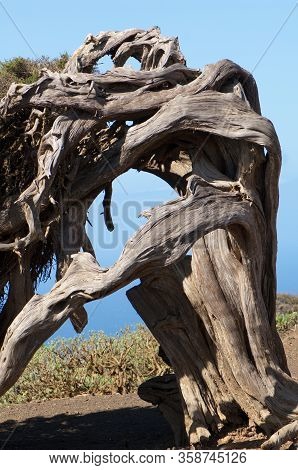 Juniper Juniperus Turbinata Canariensis Twisted By The Wind.