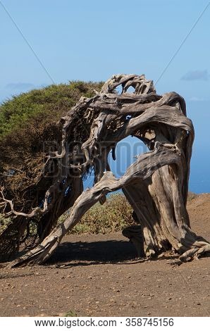 Juniper Juniperus Turbinata Canariensis Twisted By The Wind.