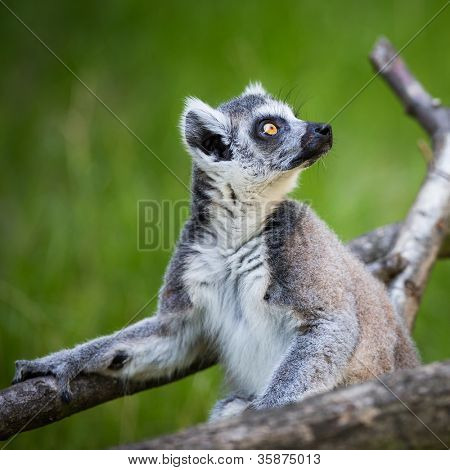 Lemur kata (Lemur catta)
