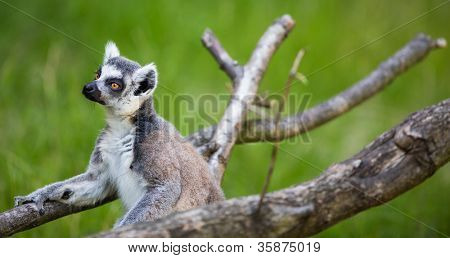 Lemur kata (Lemur catta)