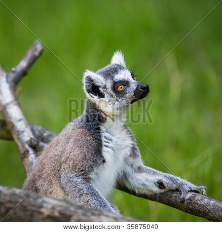 Lemur kata (Lemur catta)