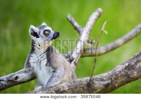 Lemur kata (Lemur catta)