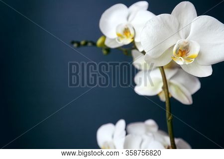 Branch Of A Blossoming White Orchid On Dark Blue Background