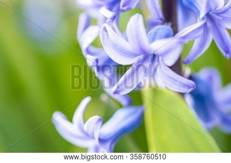 Beautiful Dreamy Detail Shots Of Common Hyacinth Is Also
Called Blue Jacket During The Spring Season