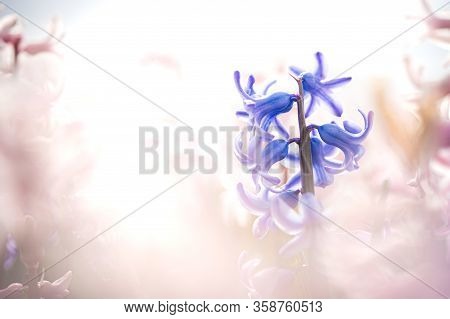 Large Flower Bed With Multi-colored Hyacinths, Traditional Easter Flowers, Flower Easter Background