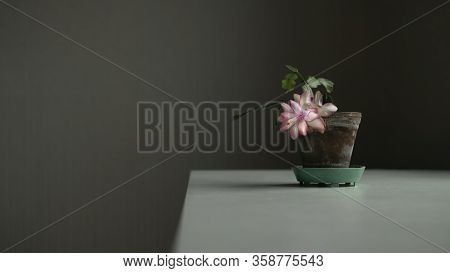 Blooming Pink Flower In Old Pot On White Table. Home Nature Backraund With Copyspace. Stock Photo.
