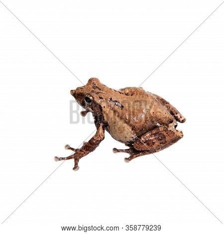 Belly Spotted Froglet Isolated On White Background