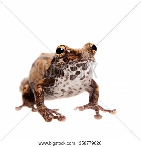 Belly Spotted Froglet Isolated On White Background