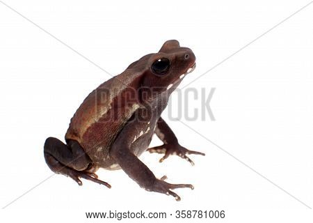 Amazing Smooth-sided Toad Isolated On White Background
