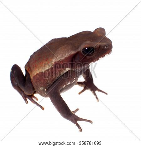 Amazing Smooth-sided Toad Isolated On White Background