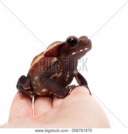 Amazing Smooth-sided Toad Isolated On White Background