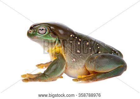 The Magnificent Tree Frog Or Splendid Tree Frog On White Background