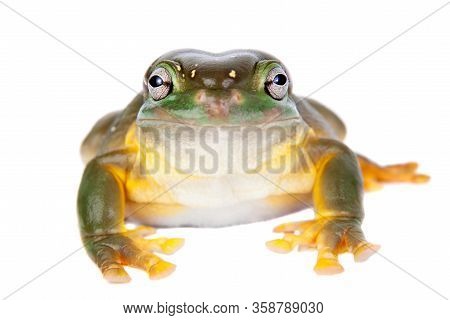 The Magnificent Tree Frog Or Splendid Tree Frog On White Background
