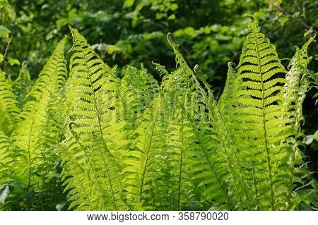 Beautiful Bunch Of Dryopteris Plant In Sunset Light