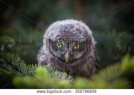 Little Owl Baby, 5 Weeks Old, On Grass