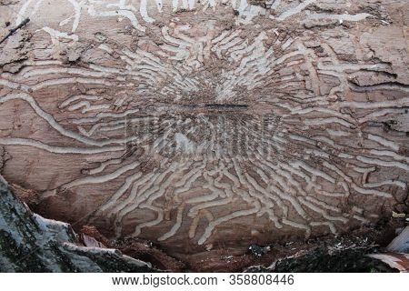 Traces Of Beetles On A Tree Under The Bark