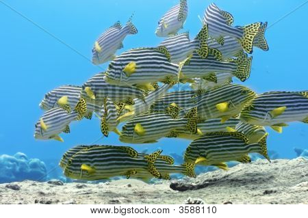 Sweetlips Oriental