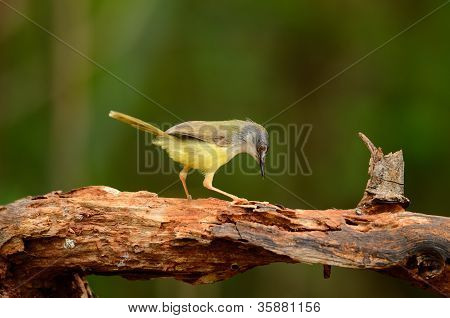 Prina flaviventris