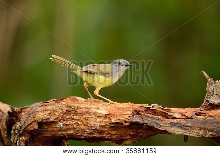 Prina flaviventris
