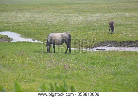Arabian Horse In The Mist In Shangrila National Park