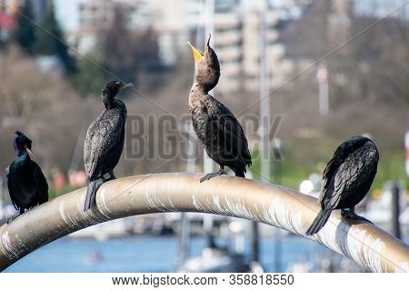 A Picture Of A Double-crested Cormorant Widely Opening Its Beak.   Vancouver Bc Canada