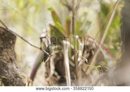 Female Hummingbird Standing On A Branch, Tyrian Metaltail, Metallura Tyrianthina. La Calera, Cundina