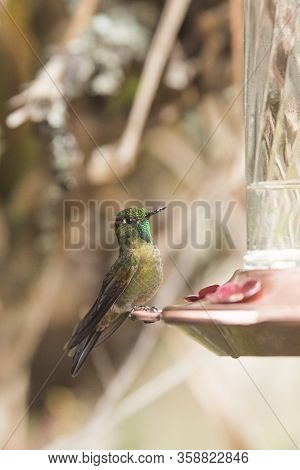 Tyrian Metaltail Hummingbird, Metallura Tyrianthina, Standing On A Trough. La Calera, Cundinamarca, 