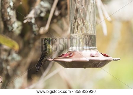 Tyrian Metaltail Hummingbird, Metallura Tyrianthina, Standing On A Trough. La Calera, Cundinamarca, 