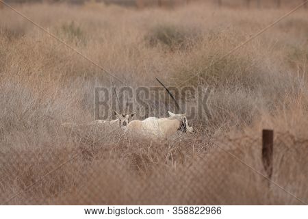 Arabian Oryx In Shaumari National Park Near Amman, Jordan. Place Of Reintroduction Of Any Mammal Spe