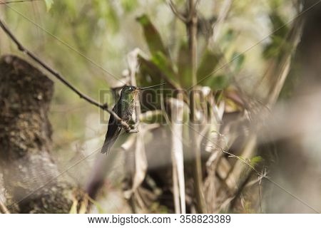 Female Hummingbird Standing On A Branch, Blue-throated Starfrontlet, Coeligena Helianthea. La Calera