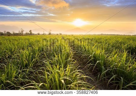 Sugarcane Field At Sunset. Sugarcane Is A Grass Of Poaceae Family. It Taste Sweet And Good For Healt