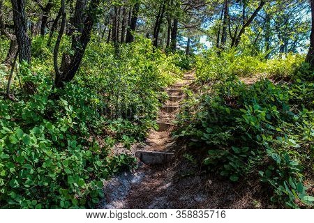 Walk To The Sea Through The Forest And Camping