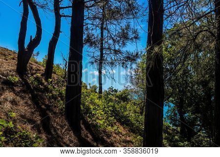 Walk To The Sea Through The Forest And Camping