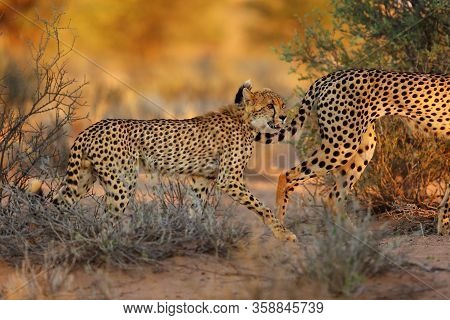 The Cheetah (acinonyx Jubatus) Walking Through The Grass At Sunset Among Trees. African Cat In The E