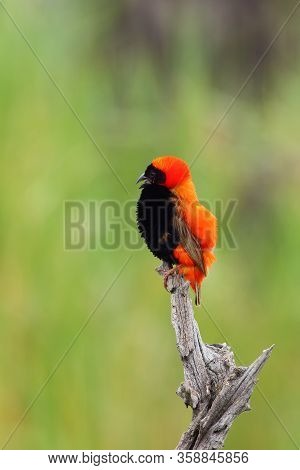 The Southern Red Bishop Or Red Bishop (euplectes Orix) Sitting On The Branch With Green Background. 
