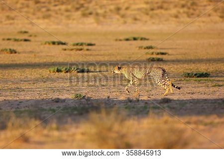 Cheetah (acynonix Jubatus) In The Desert.the Cheetah Is Preparing To Attack.cheetah In Running, Phot