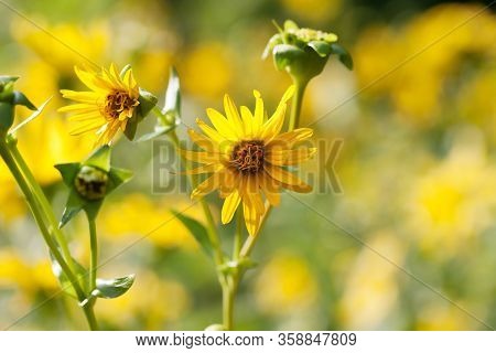 Blooming Yellow Flowers Of Sunflower Aster Family On Meadow At Sunny Summer Day