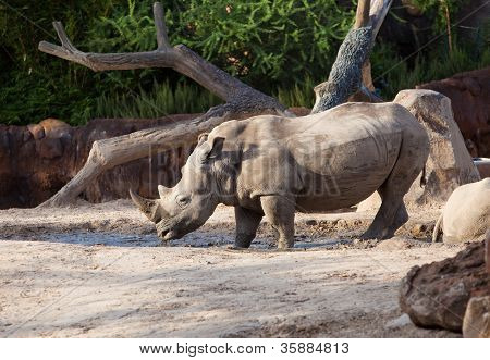 Nashorn