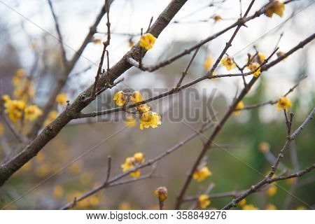 Chimonanthus Praecox In Early Spring. The So-called Caramel Tree With Small Yellow Flowers