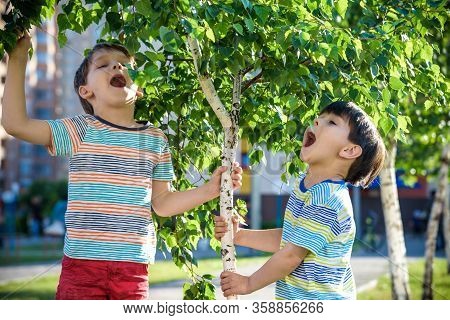 Two Boys Play Near Birch Tree Buds Kids Has Allergy To Blooming Tree. Healthcare Concept