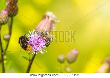 Summer Background With Two Bee And Bumblebee Polonating A Field Budrock Flower With A Copy Space.