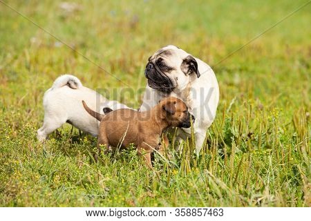 Cute Bastard Malinois Puppy And Bullmastiff Playing With Pug Puppy