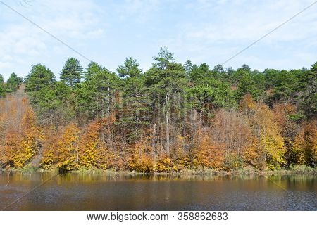 Autumn Is The Best Time To Take Photo. There Are Thousands Of Yellow Leafs Under Perfect Light