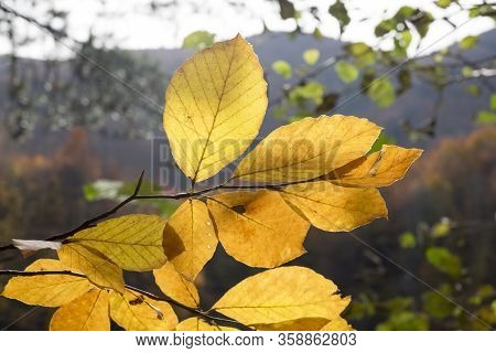 Autumn Is The Best Time To Take Photo. There Are Thousands Of Yellow Leafs Under Perfect Light