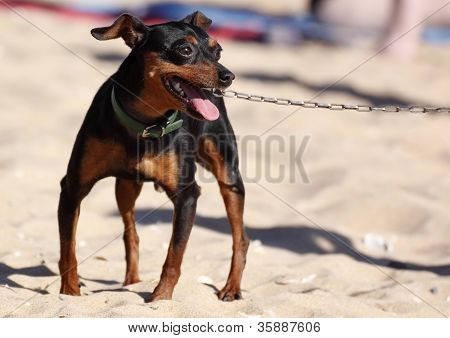 Miniatura Pinscher