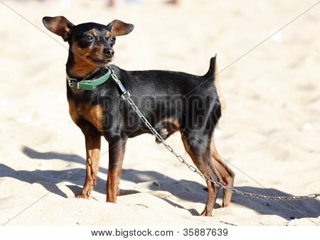 Miniatura Pinscher